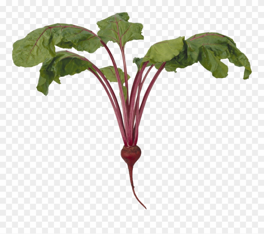 Free Png Images Clipart