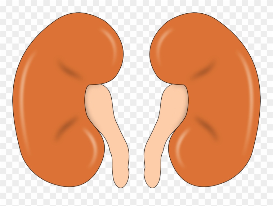 So, When Someone Has A Kidney Problem Their Bones Also Clipart