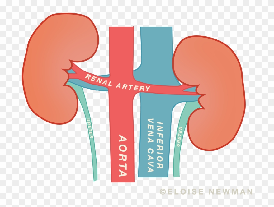 Today, We're Going To Talk About The Kidneys Clipart