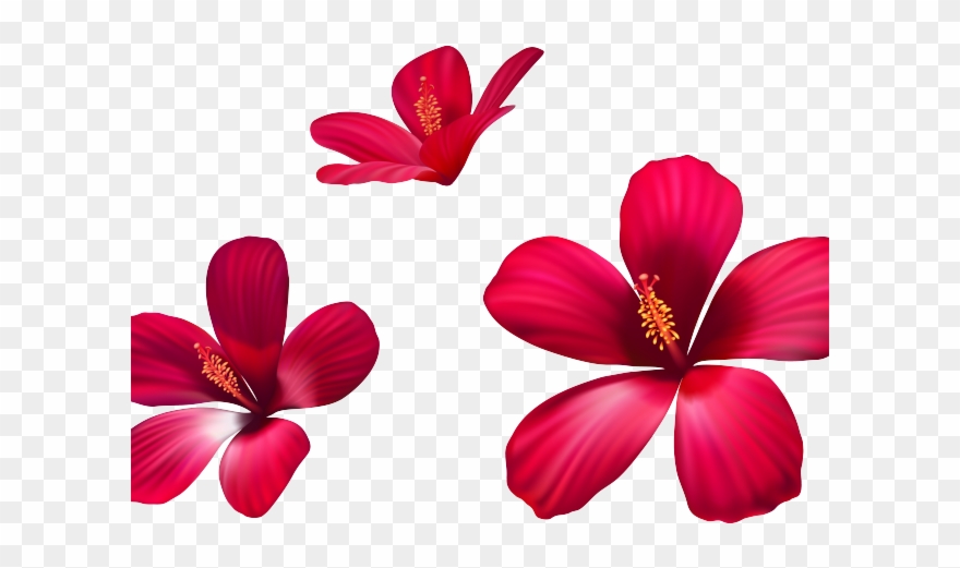 Exotic Clipart Australian Flower - Png Download