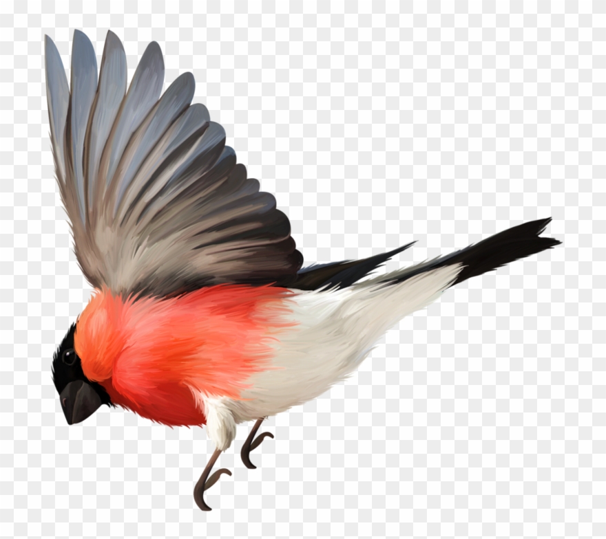 Drawn Feather Cardinal Clipart