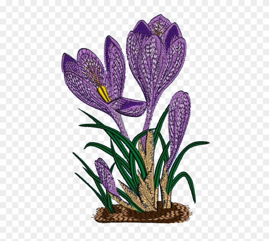 Crocus Clipart