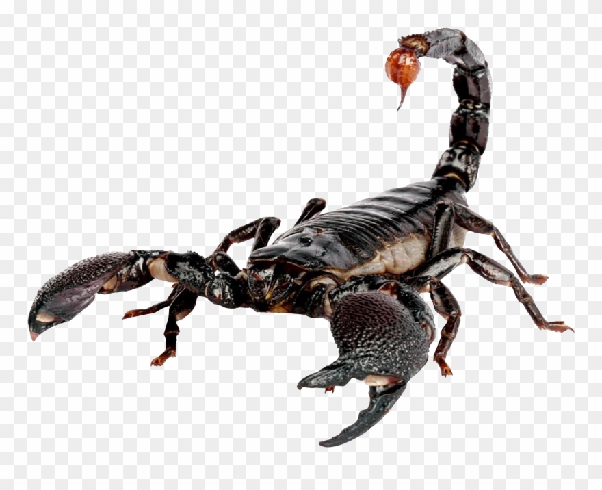 Scorpion Png Image Clipart