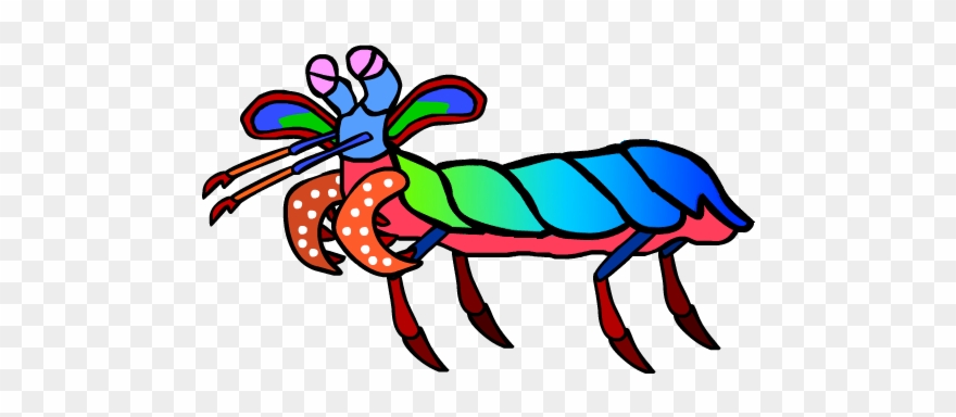 Mantis Shrimp Clipart