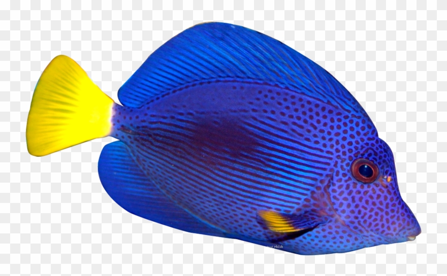 Coral Clipart Pet Fish - Png Download