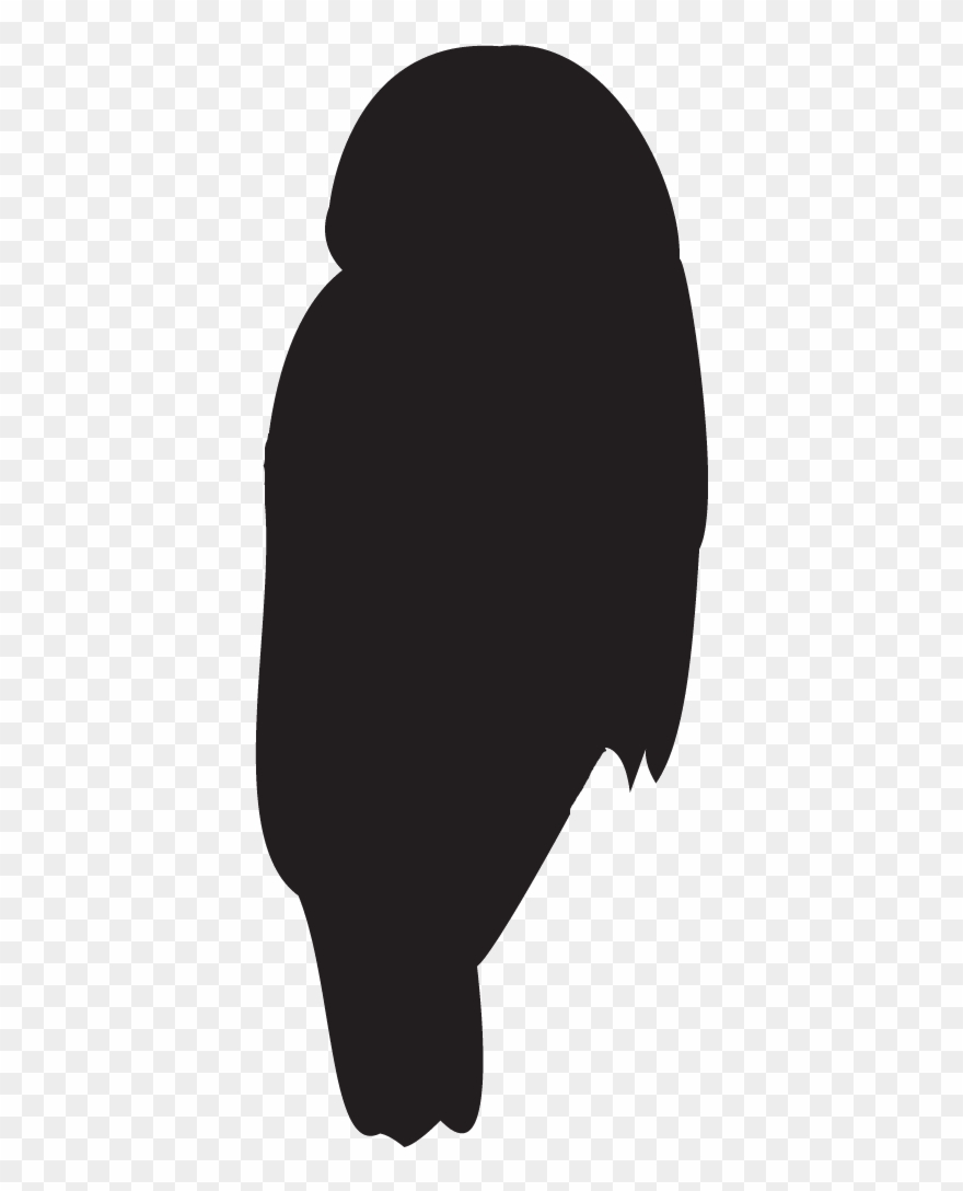 Northern Spotted Owl Clipart