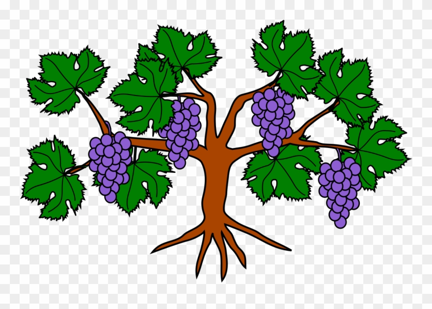 File Grapevine Wikimedia Commons Clipart
