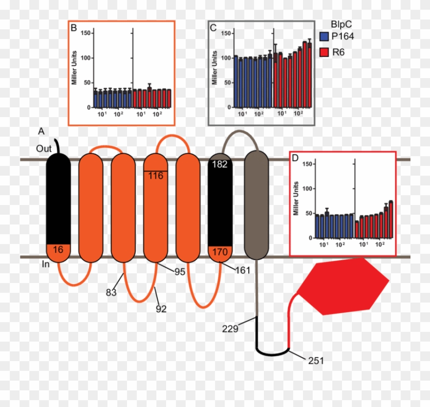 Phenotypes Of Blph R6 And Blph P164 Chimeric Strains Clipart