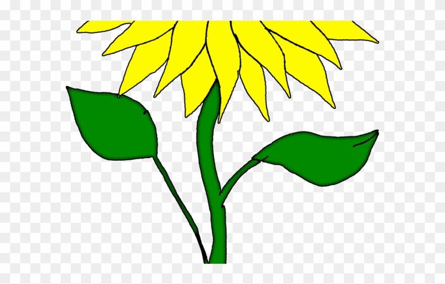 Drawn Sunflower San Flower Clipart