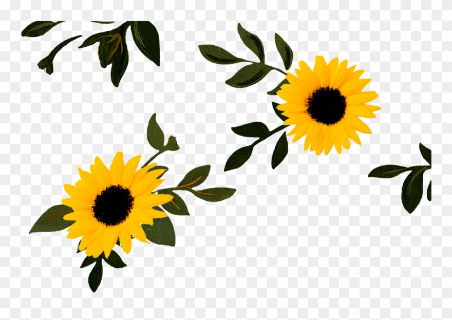 Sunflower Lounge Cafe Mosman Clipart