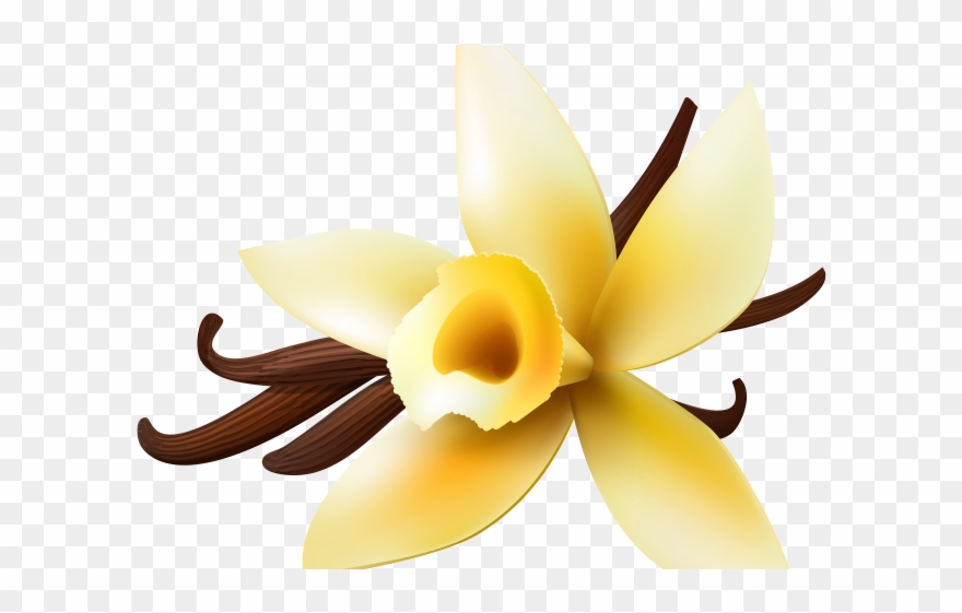 Vanilla Clipart Vanilla Orchid - Png Download