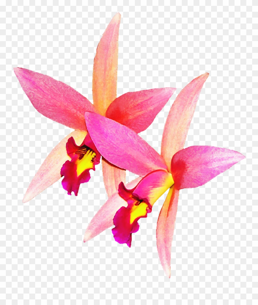 Orchid Flower Png Image Clipart
