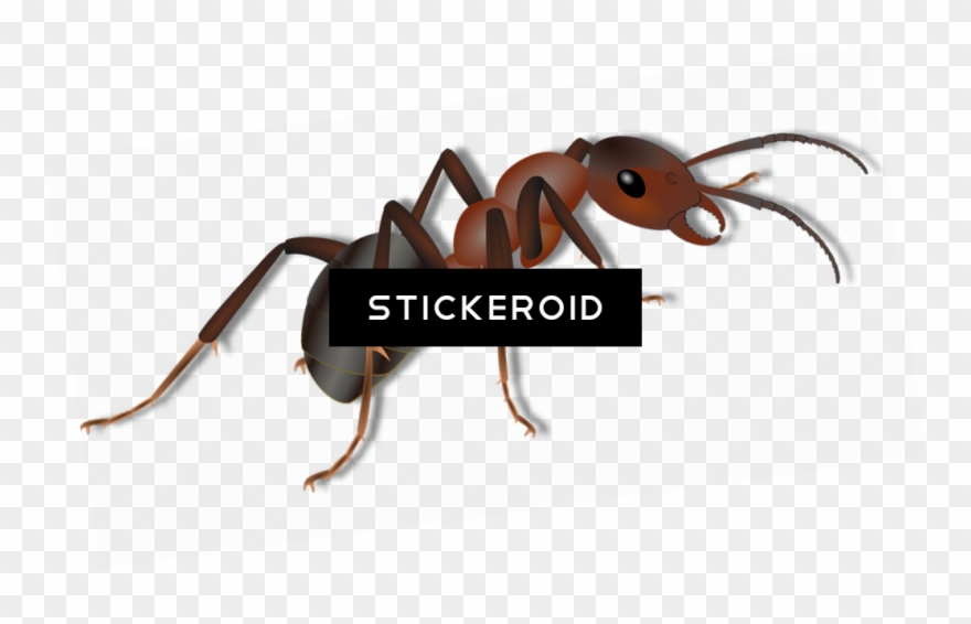Ant Ants Clipart