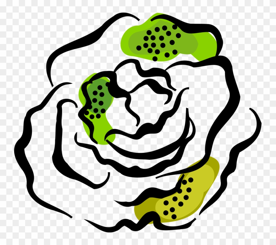 Vector Illustration Of Salad Green Edible Leaf Vegetable Clipart