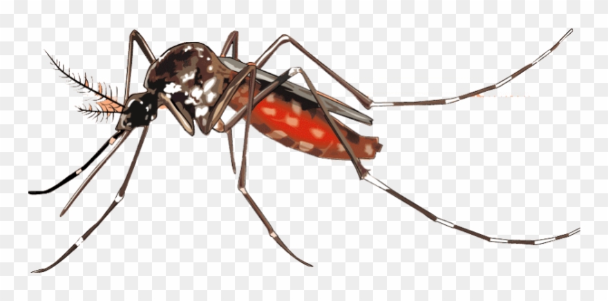 Mosquito Clipart Transparent Background - Png Download