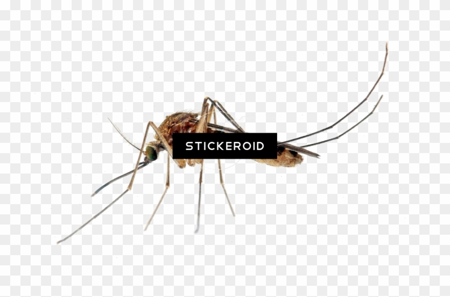Mosquito Hd Insects Clipart