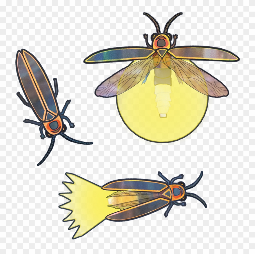 Net-winged Insects Clipart