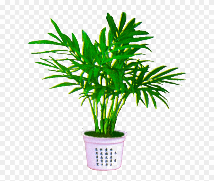 Free Download Palm Plant Png Image Transparent Background Clipart