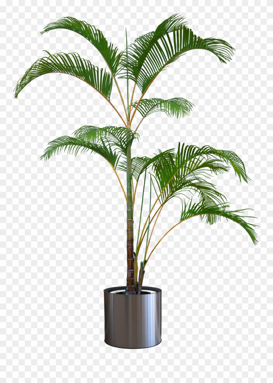 Trees With Transparent Background I Clipart