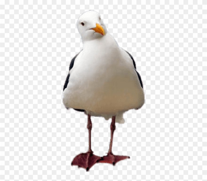 Free Png Download Seagull Tilted Head Png Images Background Clipart