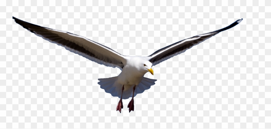 Png Image Information Clipart
