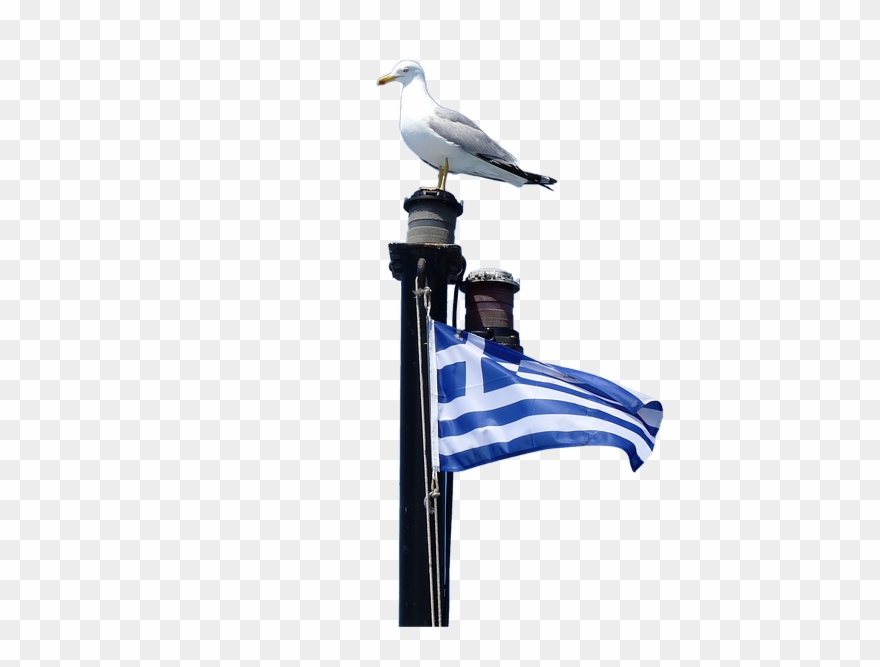 Isolated, Bird, Sky, Travel, Seagull, Greece, Halkidiki Clipart
