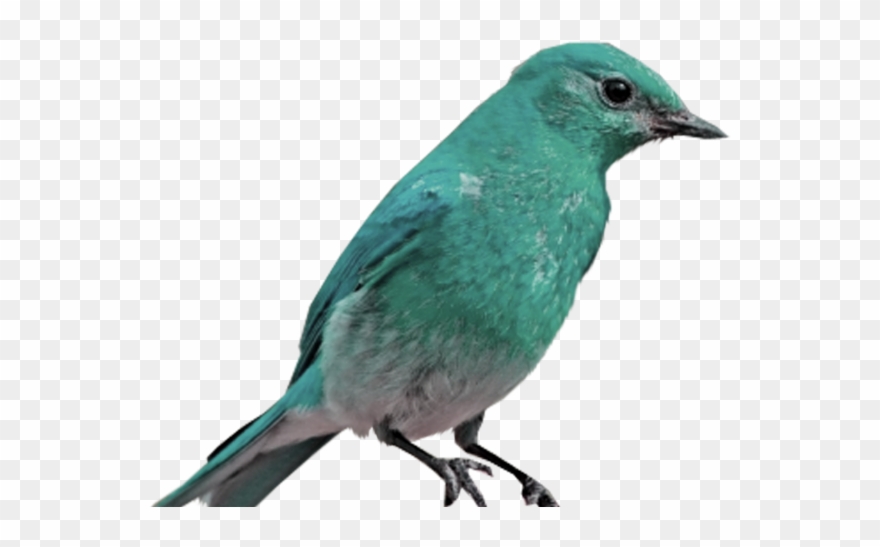 Bluebird Clipart Transparent Background - Png Download