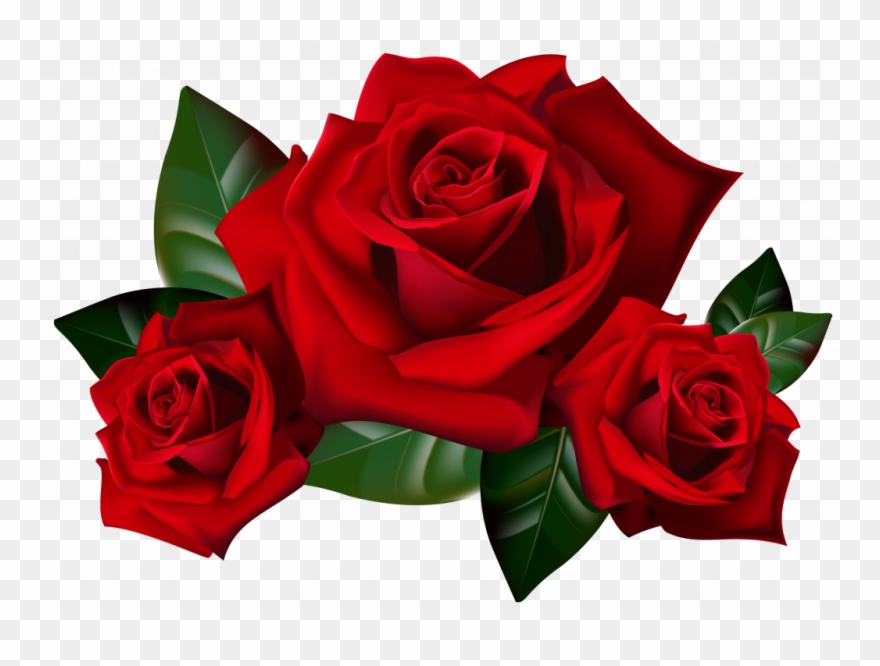 Top 25 Pictures Of Red Roses Clipart