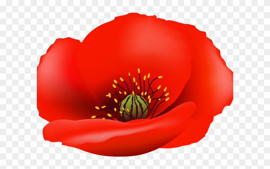 Poppy Clipart Blank - Png Download