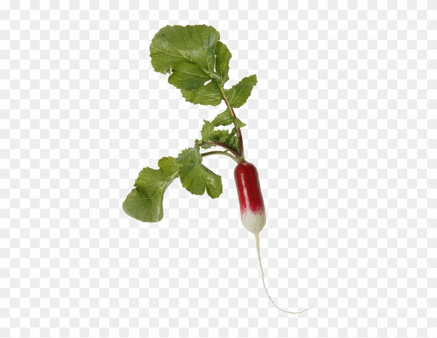 Radish Png Transparent Image Clipart