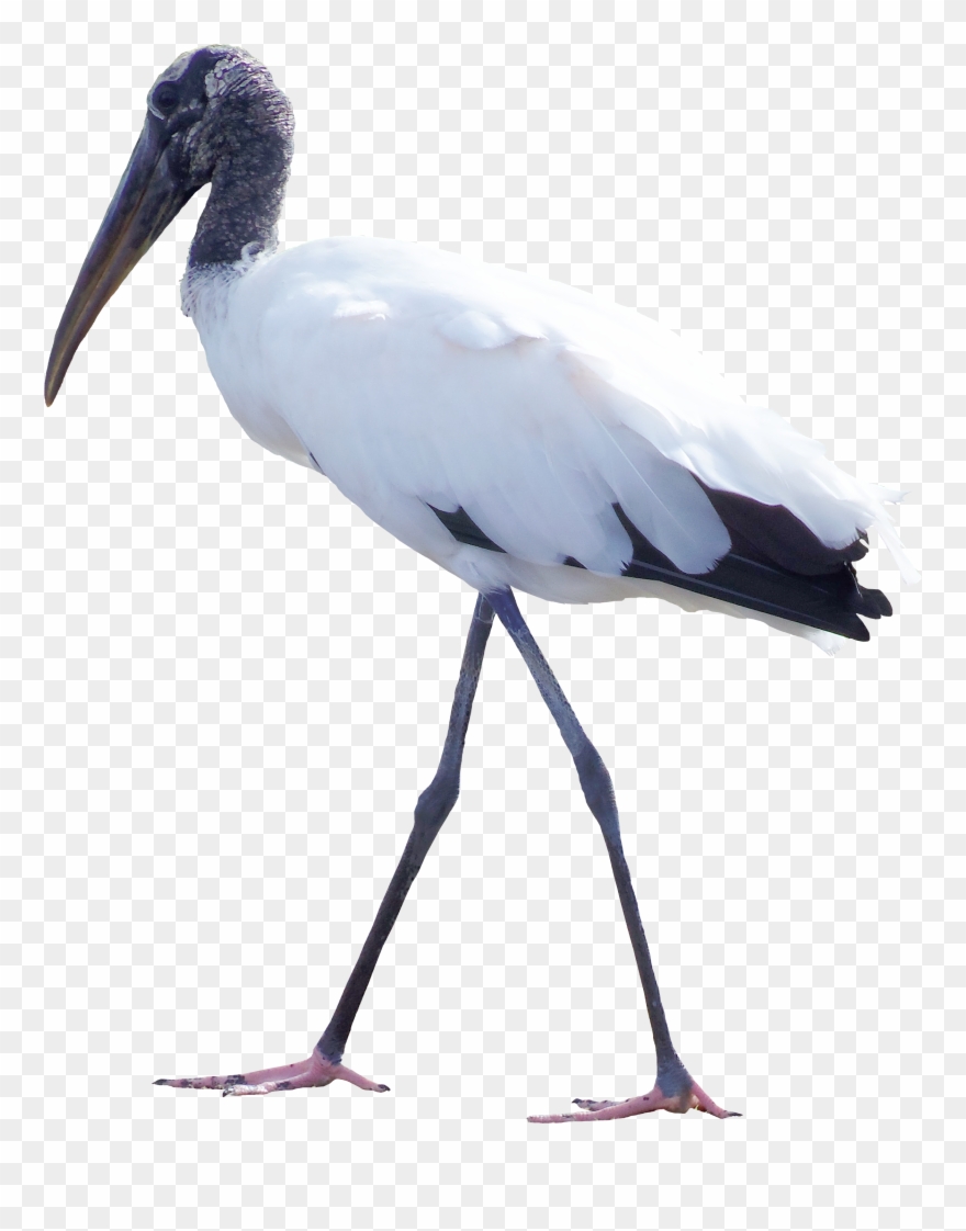 Bird White Stork Feather Clip Art Transprent Ⓒ - Png Download