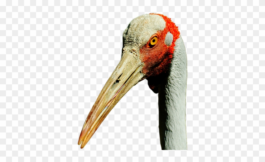 Sandhill Crane Clipart Transparent - Png Download