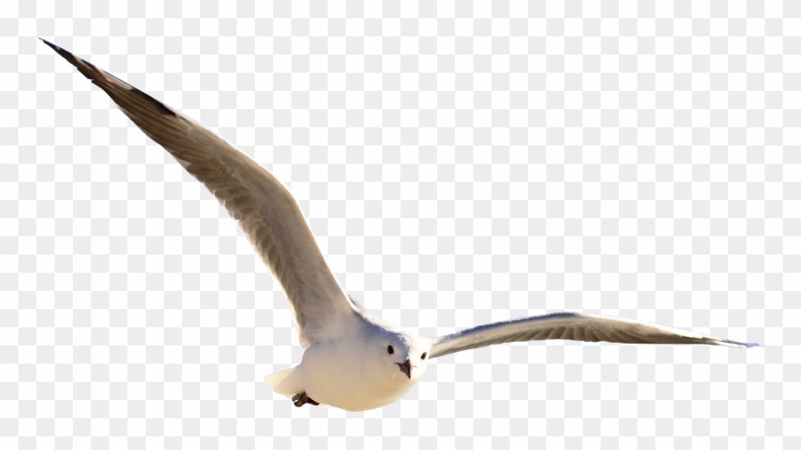 Gull Png Clipart