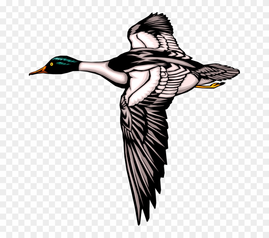 Mallard In Flight Image Clipart