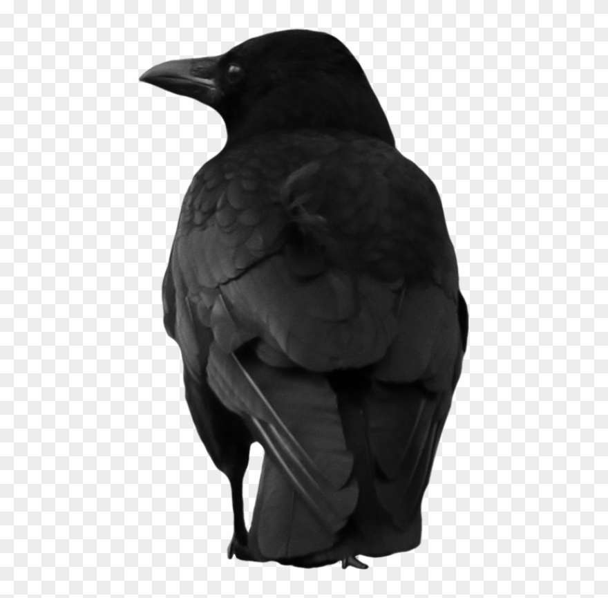 Free Png Download Crow Png Images Background Png Images Clipart