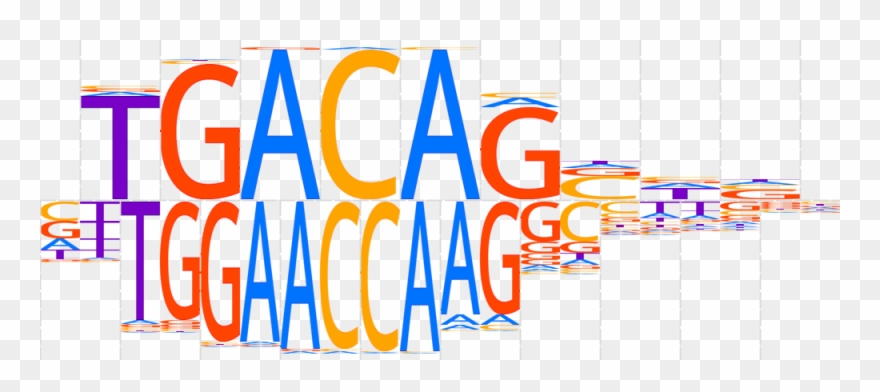 Tgif1 Mouse - H11di - 0 - A Motif - Homo Sapiens Comprehensive Clipart