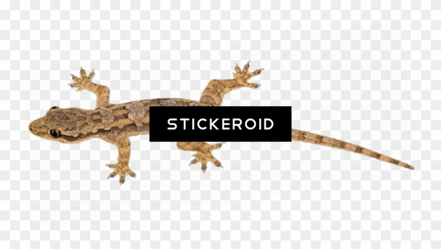 Brown Lizard Clipart