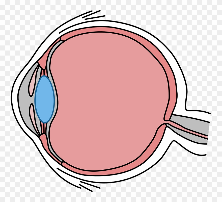 Simple, Illustrated Cross-section Of The Human Eye - Eye Clipart