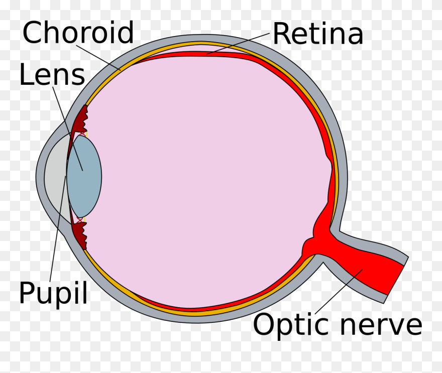 Human Eye Cross Section Detached Retina - Section Of The Human Eye Clipart