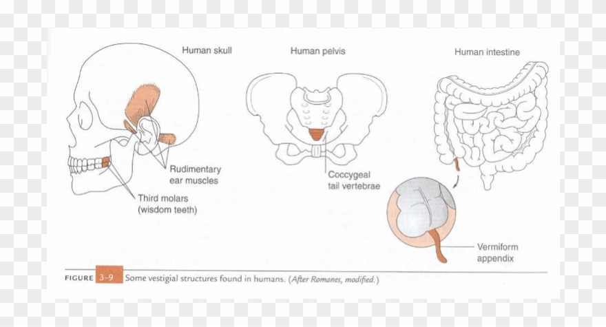 Sblloalex/my Little Pony Characters With Similarities Clipart