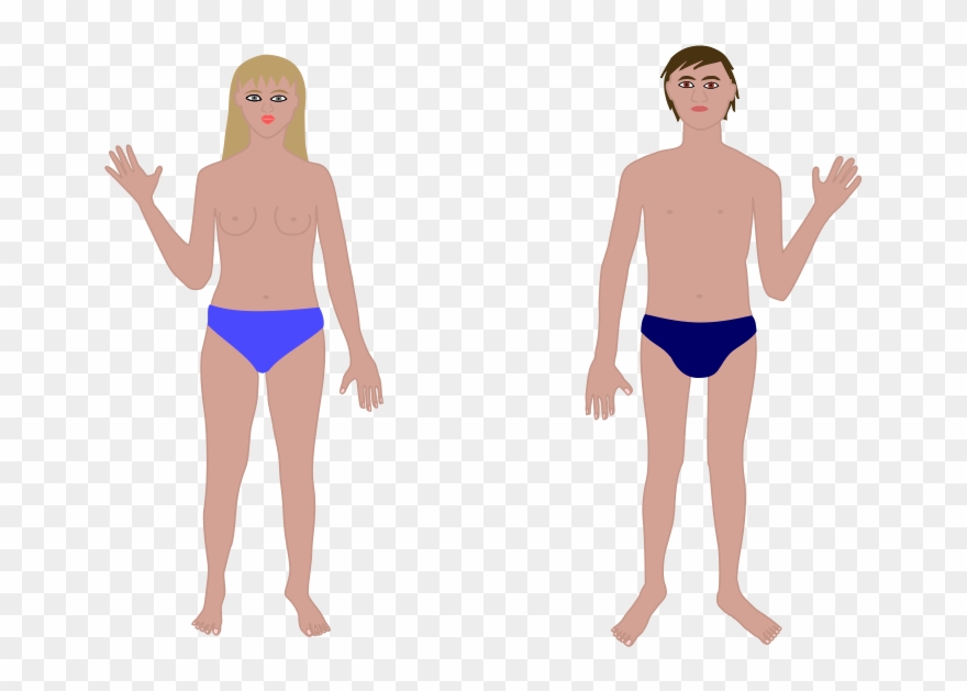 Human Portrait Clipart, Vector Clip Art Online, Royalty - Human Body Parts Png Transparent Png