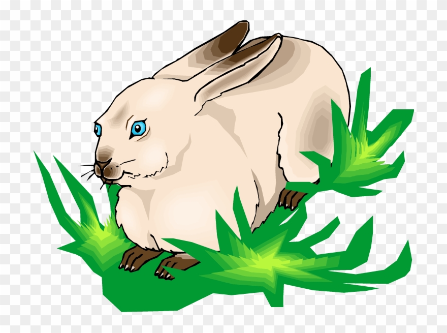 Rabbit Clipart Grass - Rabbit - Png Download