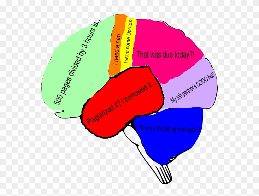 Freeuse Freshman Brain Clip Art - Clip Art Brain Diagram - Png Download