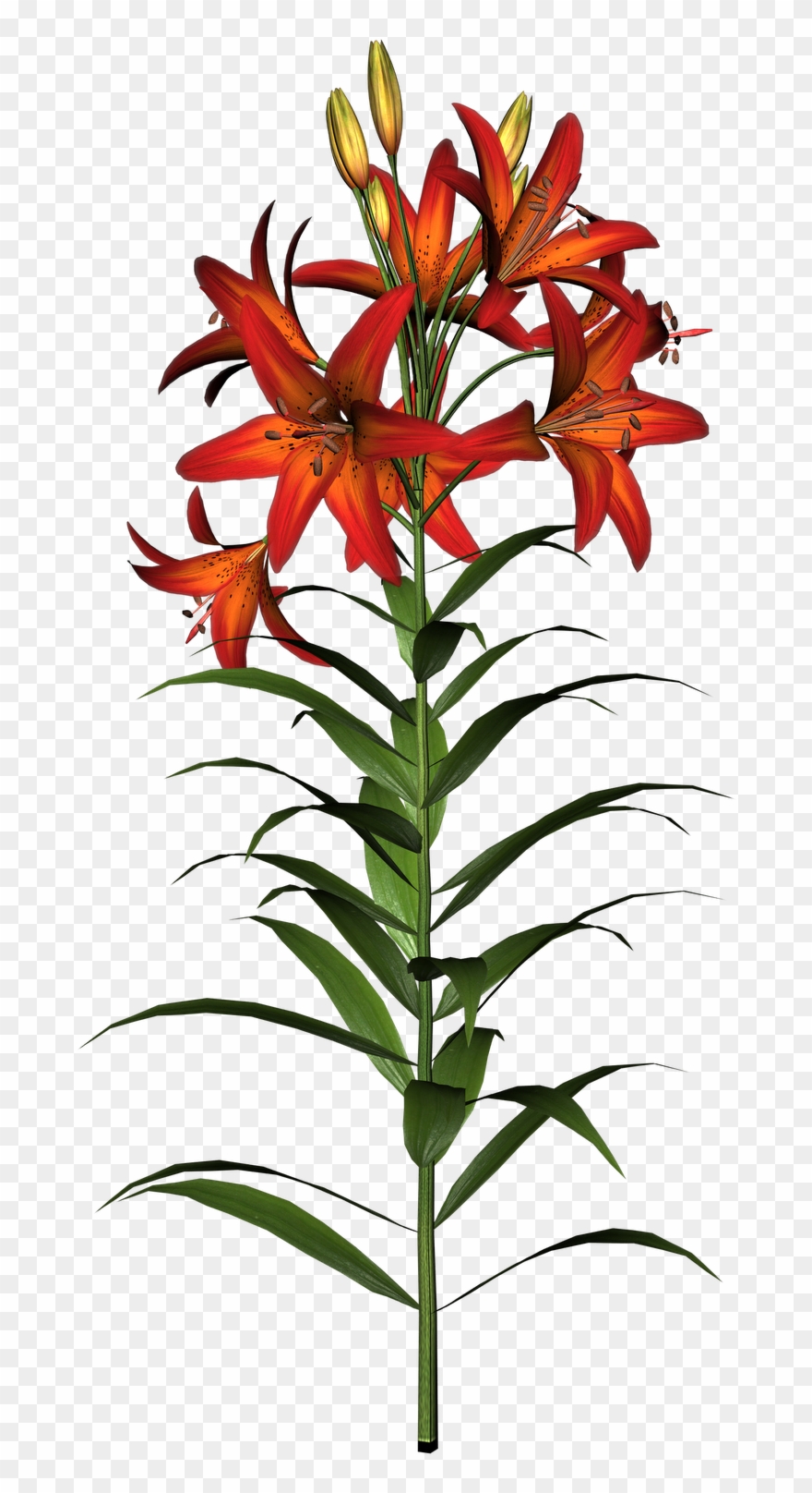 Lily Flowers Clipart At Getdrawings - Flower Clip Art - Png Download