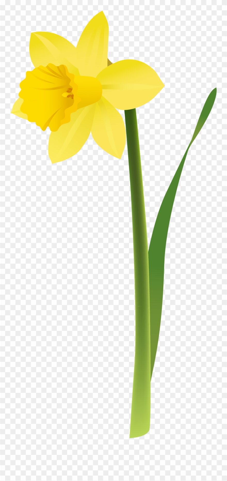 Yellow Daffodils Clipart - Transparent Background Daffodil Png