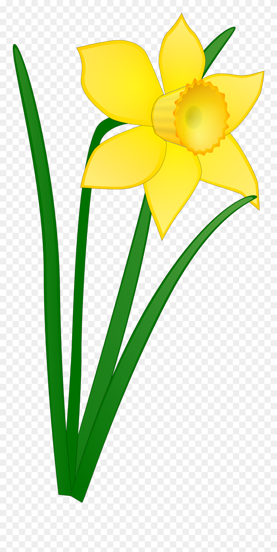 Plantes - Daffodil Clipart - Png Download