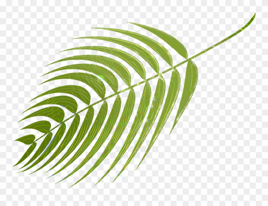 My Palm Vectors Are On Pixabaay - Illustration Clipart