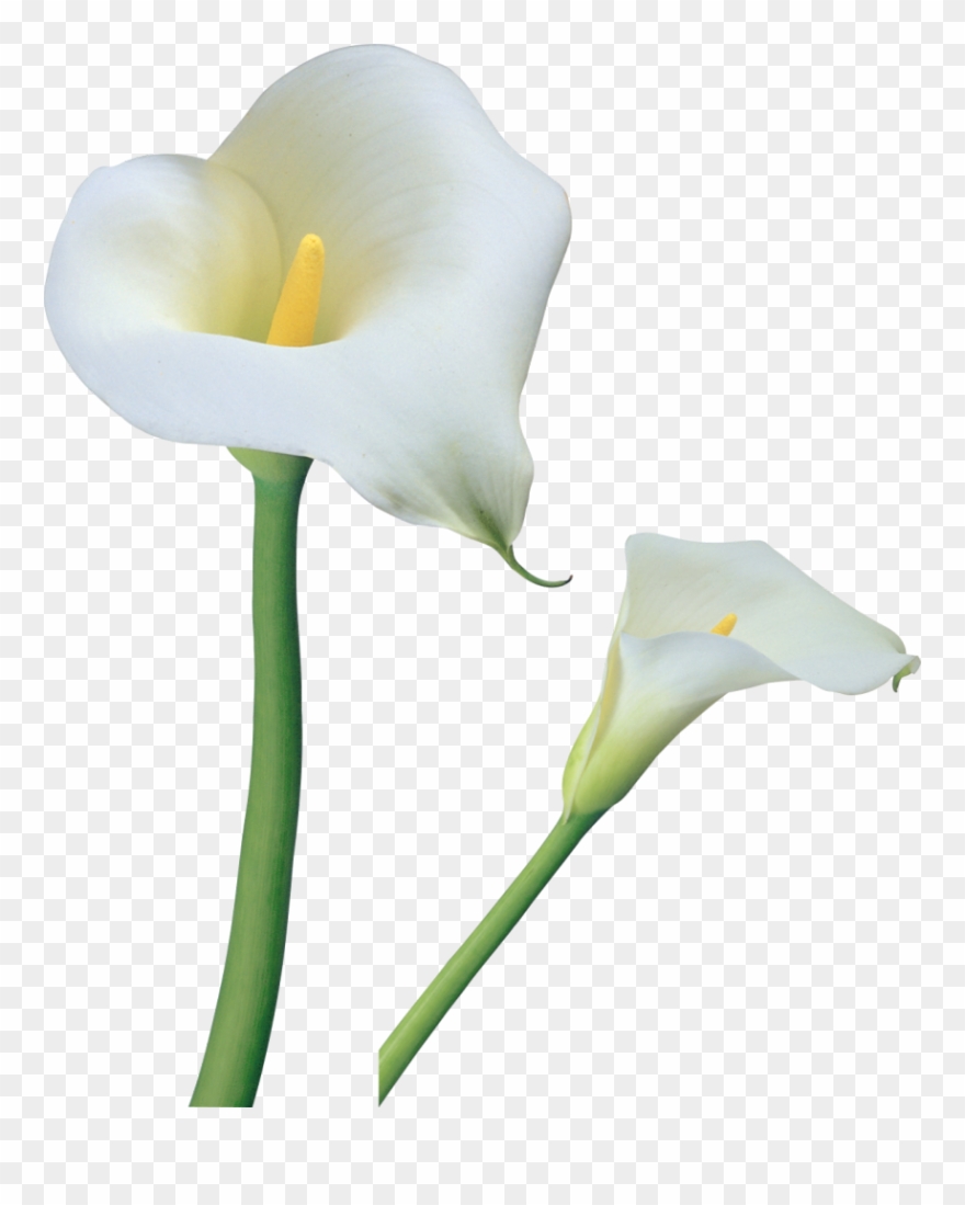 Clipart Borders Easter Lily - Calla Lily Flower Png Transparent Png