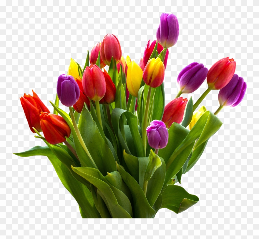 Easter Flower Png Transparent Images - Bunga Tulip Warna Warni Clipart