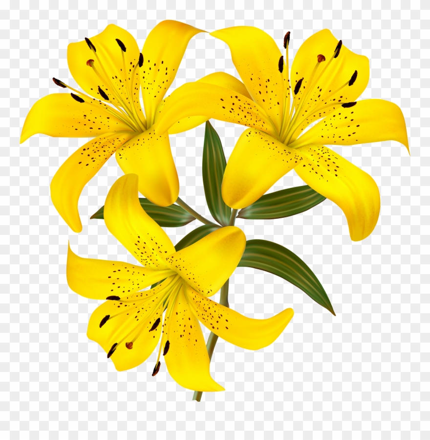 Yellow Lilies Png Clipart Picture Gallery Yopriceville - Yellow Lily Flower Clipart Transparent Png